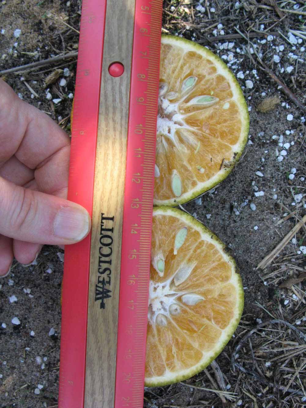              Fruit cross-section (Winter Haven, FL)       